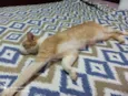 Gato