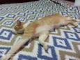 Gato