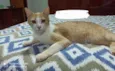 Gato