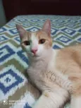Gato