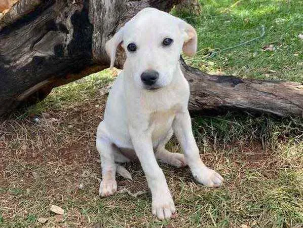 Cachorro ra a SRD idade 2 a 6 meses nome Fly 