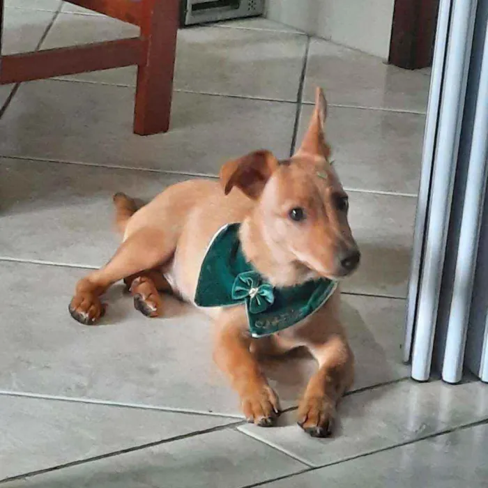 Cachorro ra a NDA idade 2 a 6 meses nome Caramelo