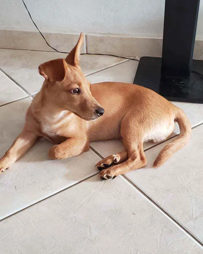 Cachorro ra a NDA idade 2 a 6 meses nome Caramelo