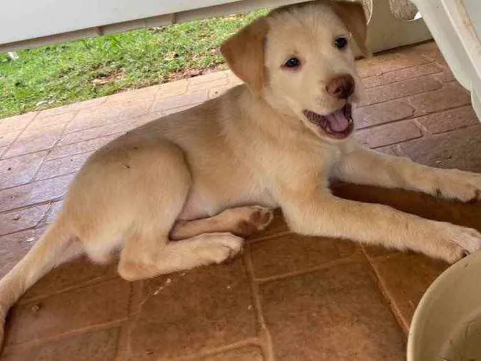 Cachorro ra a SRD idade 2 a 6 meses nome Ursinha 