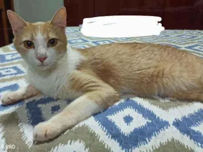 Gato raça Srd idade 1 ano nome Gato