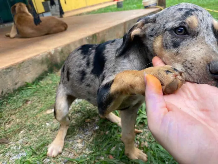 Cachorro ra a SRD idade 2 a 6 meses nome Alice 