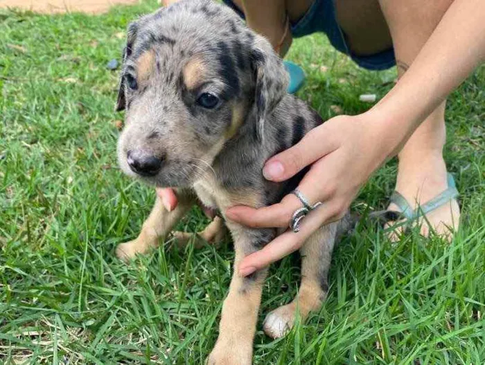 Cachorro ra a SRD idade 2 a 6 meses nome Alice 