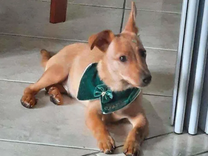 Cachorro ra a NDA idade 2 a 6 meses nome Caramelo