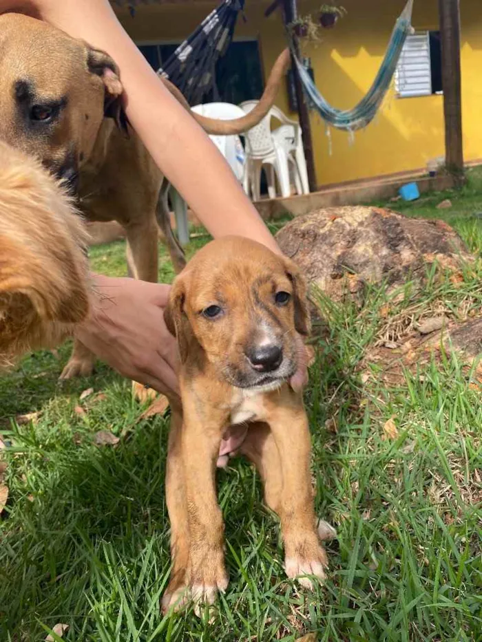 Cachorro ra a SRD idade 2 a 6 meses nome Charlene 