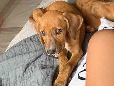 Cachorro ra a SRD idade 2 a 6 meses nome Charlene 