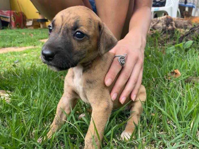 Cachorro ra a SRD idade 2 a 6 meses nome Magrela 