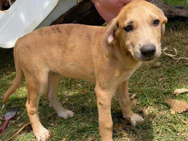 Cachorro ra a SRD idade 2 a 6 meses nome Cavala 