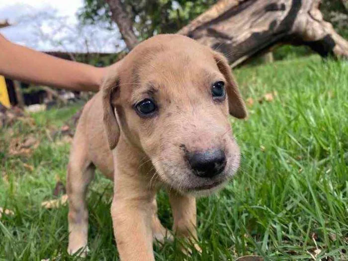 Cachorro ra a SRD idade 2 a 6 meses nome Anita 