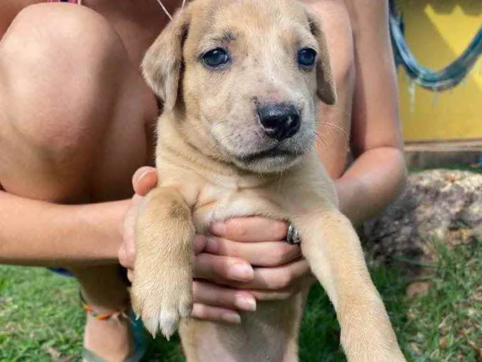 Cachorro ra a SRD idade 2 a 6 meses nome Anita 