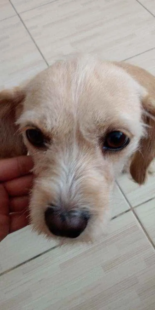 Cachorro ra a Sem raça idade 4 anos nome Peppa 