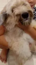Pequena