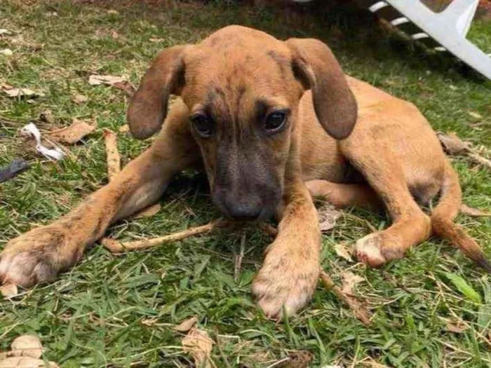 Cachorro ra a SRD idade 2 a 6 meses nome Magrela 