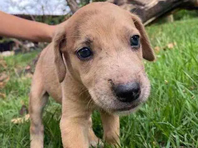 Cachorro ra a SRD idade 2 a 6 meses nome Anita 