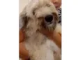 Pequena