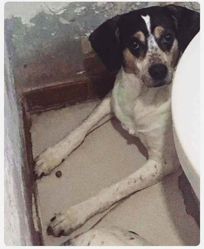 Cachorro raça SRD idade 4 anos nome 3 Órfãs