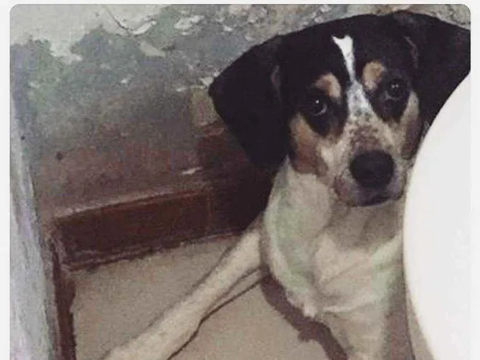 Cachorro raça SRD idade 4 anos nome 3 Órfãs