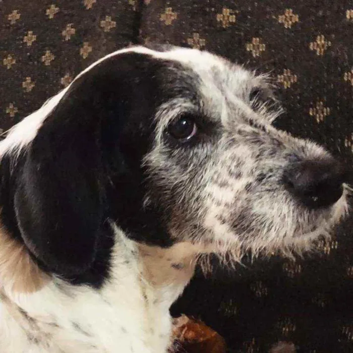 Cachorro raça SRD idade 4 anos nome 3 Órfãs