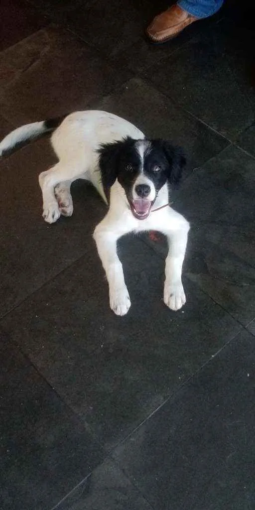 Cachorro raça Srd idade 2 a 6 meses nome Princesa