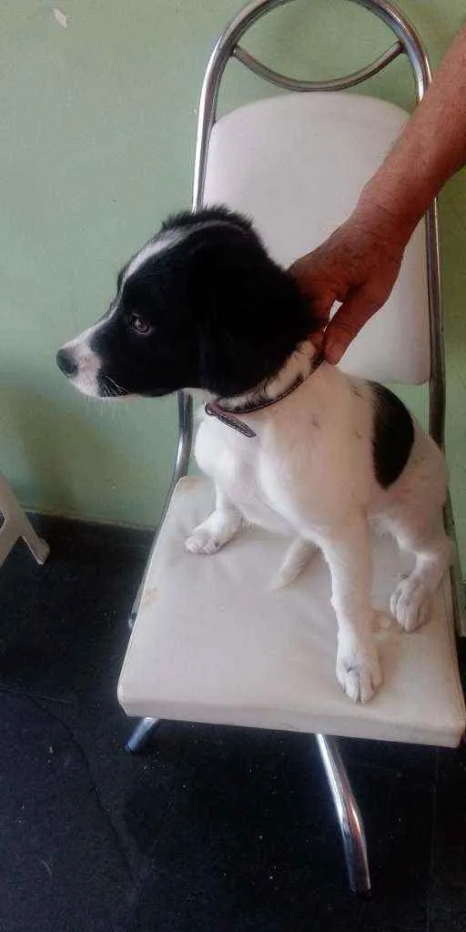 Cachorro raça Srd idade 2 a 6 meses nome Princesa