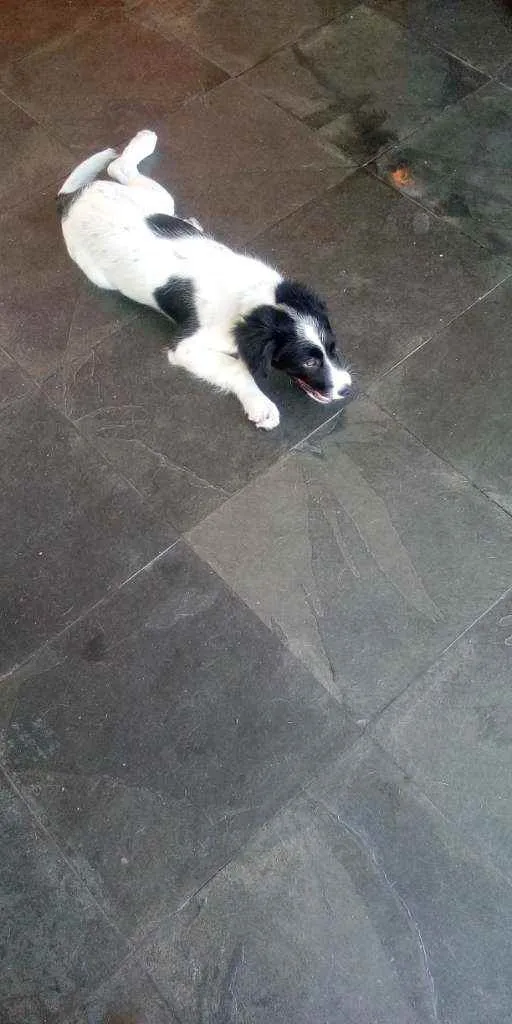 Cachorro raça Srd idade 2 a 6 meses nome Princesa