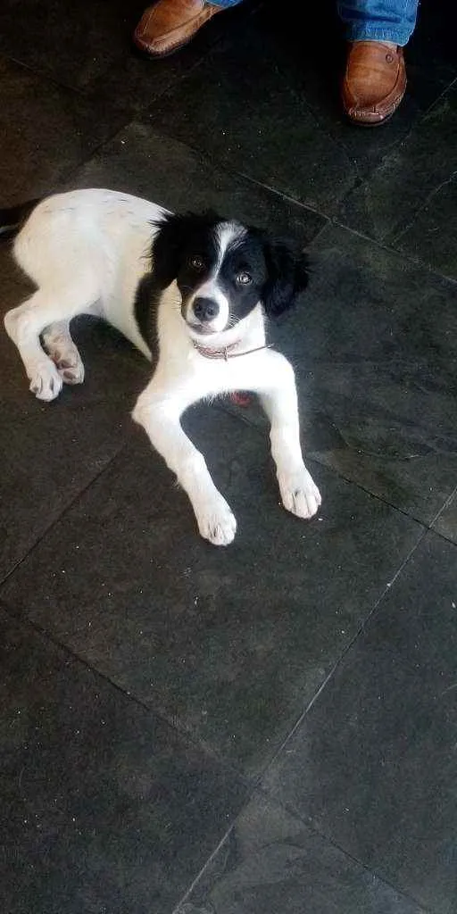 Cachorro raça Srd idade 2 a 6 meses nome Princesa
