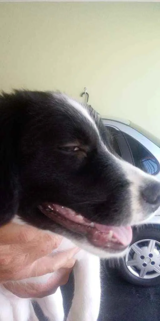 Cachorro raça Srd idade 2 a 6 meses nome Princesa