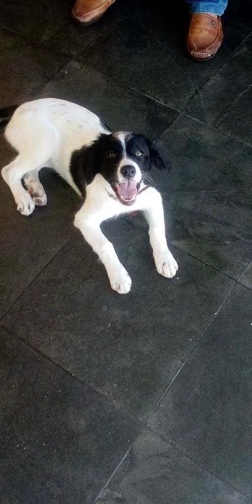 Cachorro raça Srd idade 2 a 6 meses nome Princesa