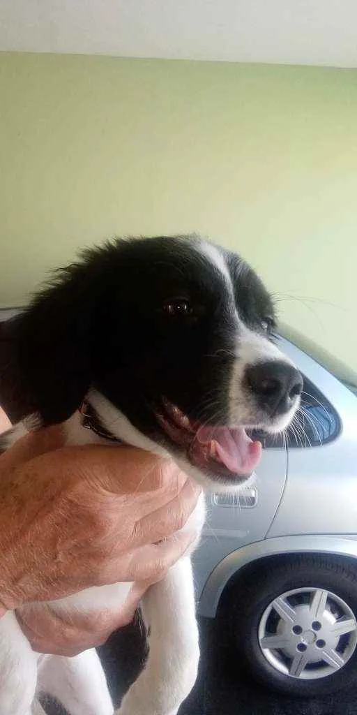 Cachorro raça Srd idade 2 a 6 meses nome Princesa