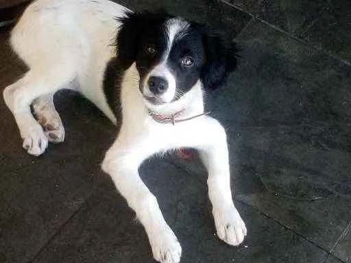 Cachorro raça Srd idade 2 a 6 meses nome Princesa