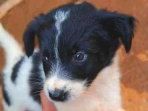 Cachorro raça Mãe pastor belga idade 2 a 6 meses nome Filhotes da Bela