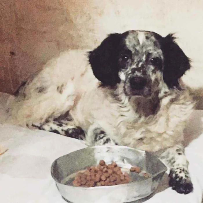 Cachorro raça SRD idade 4 anos nome 3 Órfãs