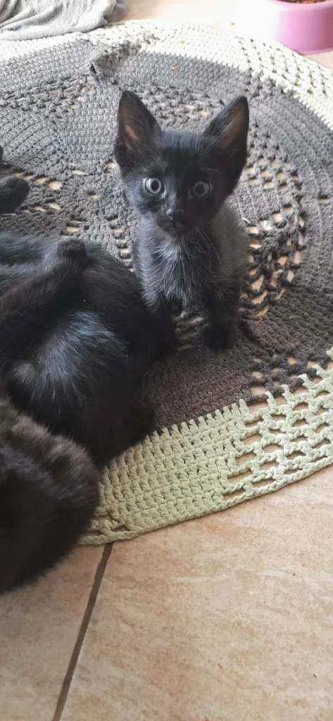 Gato ra a Vira-lata com siamês  idade 2 a 6 meses nome Não tem nome ainda