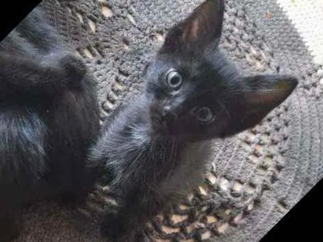 Gato ra a Vira-lata com siamês  idade 2 a 6 meses nome Não tem nome ainda