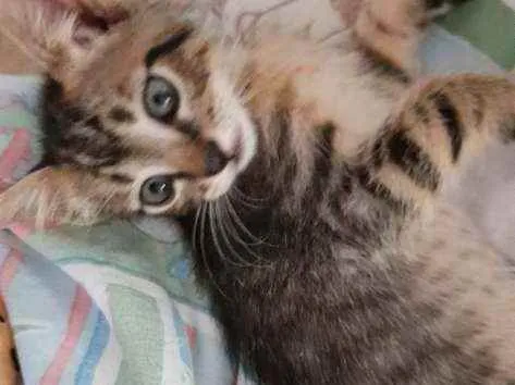 Gato ra a Vira-lata com siamês  idade 2 a 6 meses nome Não tem nome ainda