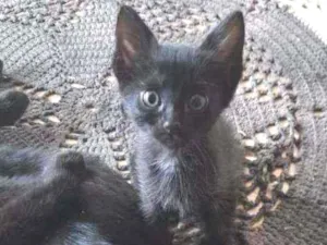 Gato raça Vira-lata com siamês  idade 2 a 6 meses nome Não tem nome ainda