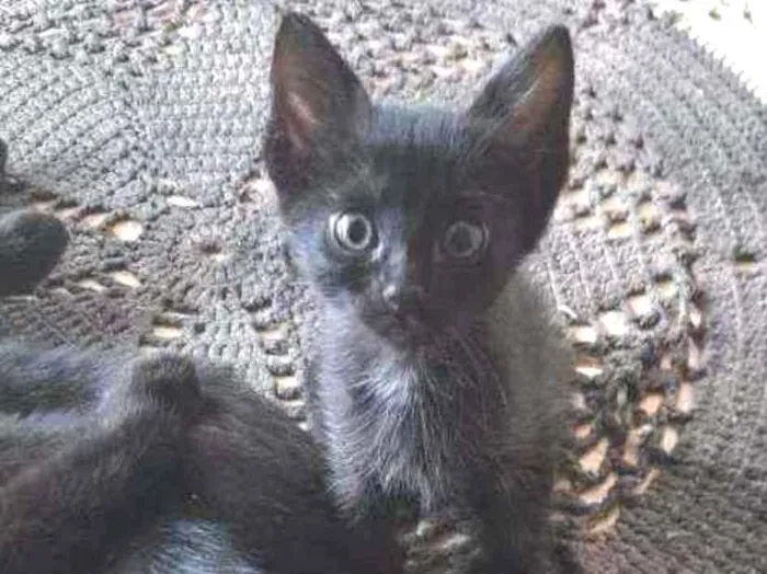 Gato ra a Vira-lata com siamês  idade 2 a 6 meses nome Não tem nome ainda