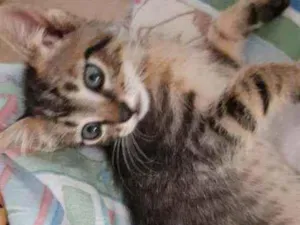 Gato raça Vira-lata com siamês  idade 2 a 6 meses nome Não tem nome ainda