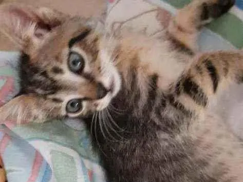 Gato ra a Vira-lata com siamês  idade 2 a 6 meses nome Não tem nome ainda