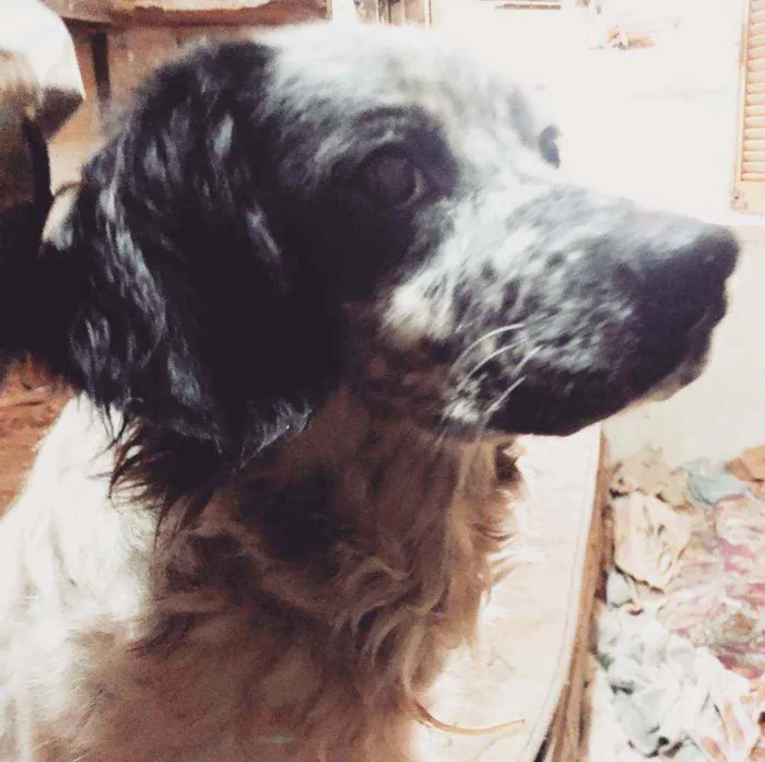 Cachorro raça SRD idade 4 anos nome 3 Órfãs