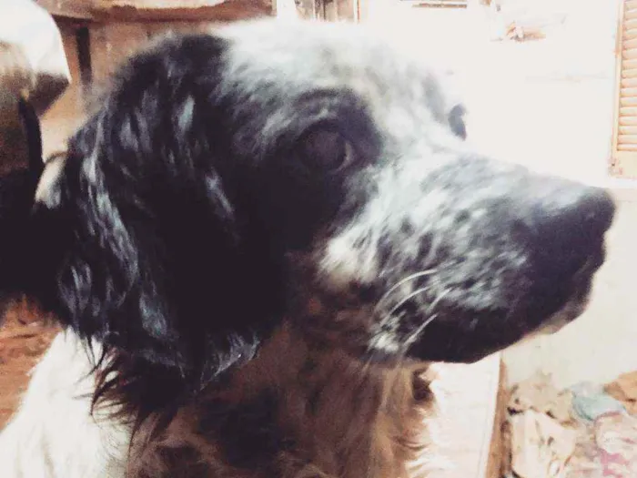 Cachorro raça SRD idade 4 anos nome 3 Órfãs