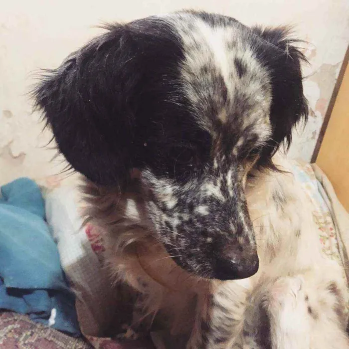 Cachorro raça SRD idade 4 anos nome 3 Órfãs