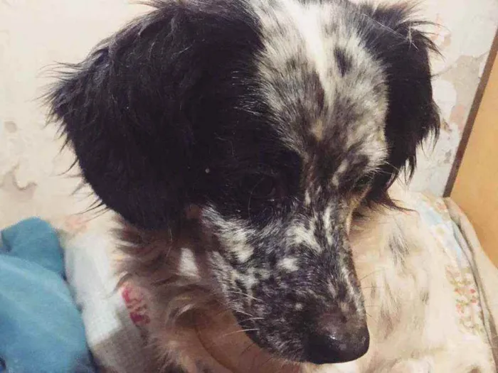 Cachorro raça SRD idade 4 anos nome 3 Órfãs