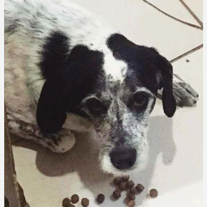 Cachorro raça SRD idade 4 anos nome 3 Órfãs