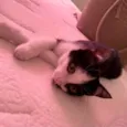 Pompom
