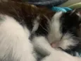 Pompom